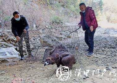 寧強(qiáng)村民在自家院里發(fā)現(xiàn)一只受傷禿鷲，保護(hù)人員救治后放生