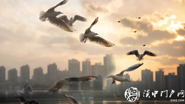 漢中環(huán)境越來越給力！過冬的候鳥年年漲！