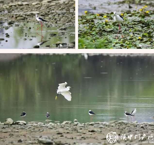 暴雨過后，漢中驚現(xiàn)“長(zhǎng)腿歐巴”！