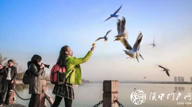 漢中環(huán)境越來越給力！過冬的候鳥年年漲！