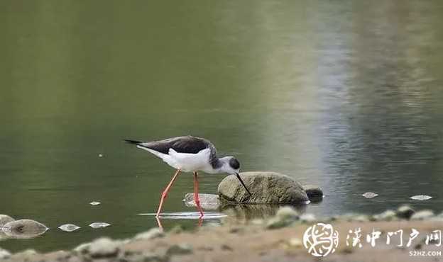 暴雨過后，漢中驚現(xiàn)“長(zhǎng)腿歐巴”！