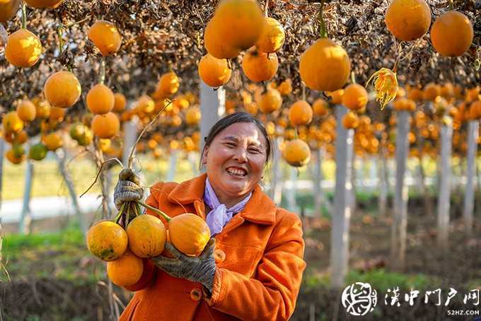 勉縣按照“縣有品牌、村有特色、戶有項(xiàng)目”的思路，聚焦產(chǎn)業(yè)扶貧，因村、因戶施策，累計(jì)實(shí)施產(chǎn)業(yè)扶貧項(xiàng)目997個(gè)，成立貧困村村級(jí)股份經(jīng)濟(jì)合作社111個(gè)，發(fā)展新型經(jīng)營(yíng)主體163家，實(shí)現(xiàn)了產(chǎn)業(yè)扶貧全覆蓋。圖為金泉鎮(zhèn)墓下村發(fā)展的瓜蔞喜獲豐收。.jpg