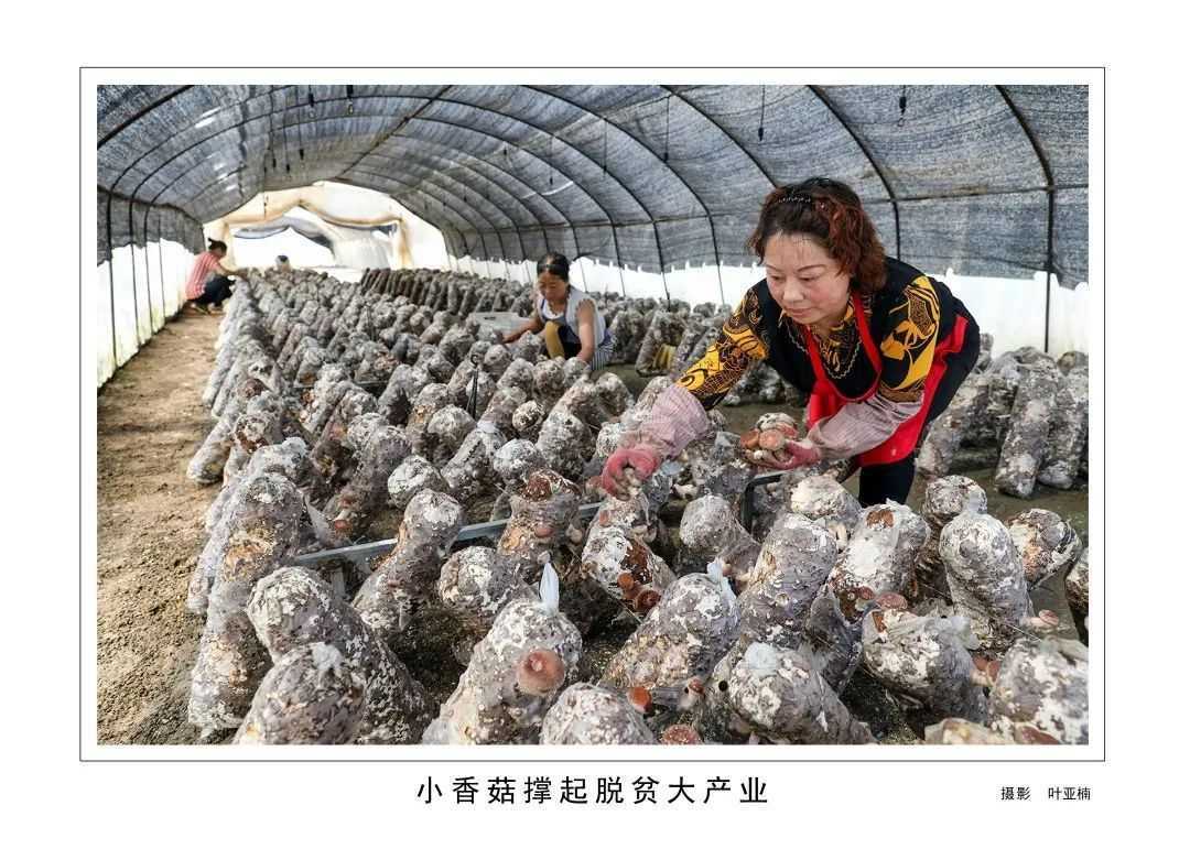 1175戶、34466人脫貧！漢臺區(qū)做了這些......"