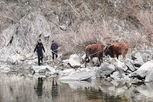 寧強一村民兩頭耕牛走失，民警冒嚴寒幫忙找回
