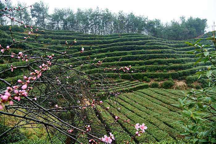 漢中城固縣17萬(wàn)畝茶園今日開(kāi)園采摘