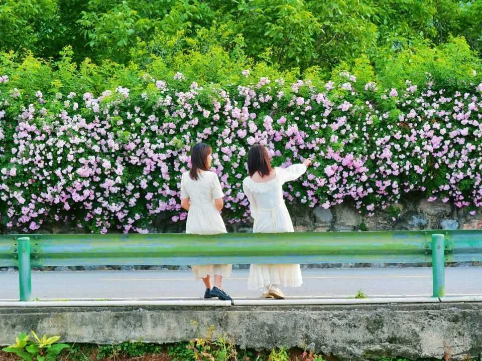 顏值滿(mǎn)分，漢中這里的薔薇花開(kāi)啦