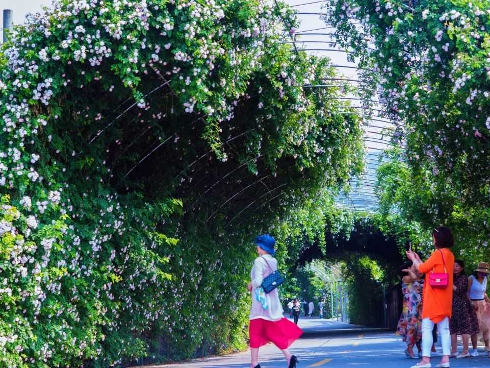 顏值滿(mǎn)分，漢中這里的薔薇花開(kāi)啦