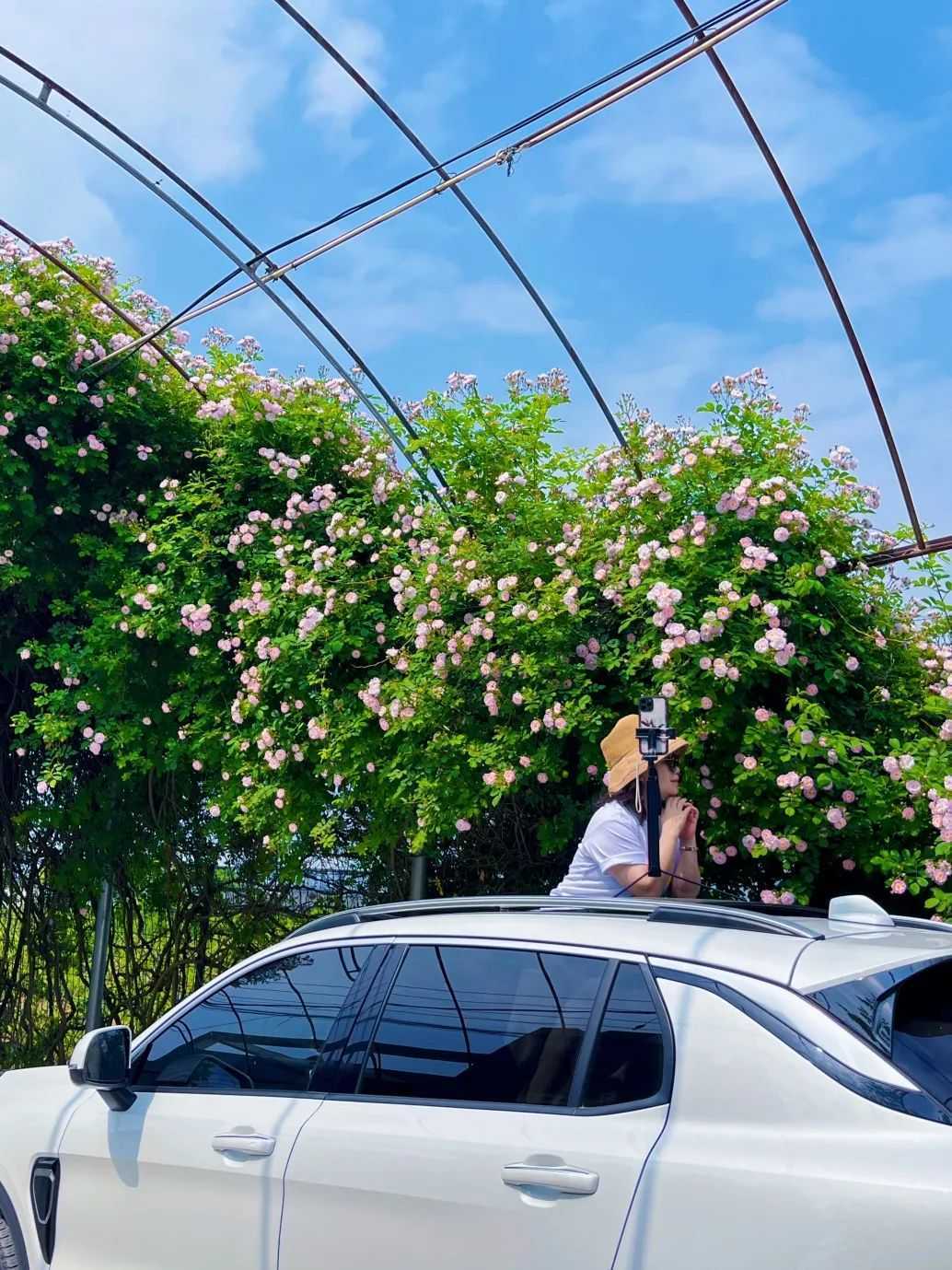 顏值滿(mǎn)分，漢中這里的薔薇花開(kāi)啦