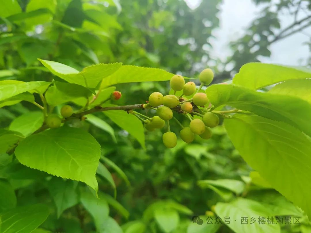 “櫻”你而來，“桃”你歡喜！西鄉(xiāng)櫻桃即將上市！