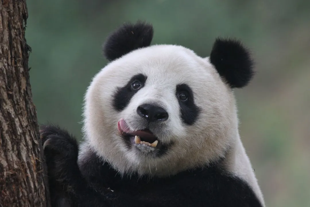 春節(jié)不打烊！熊貓谷驚喜福利陪你過大年！