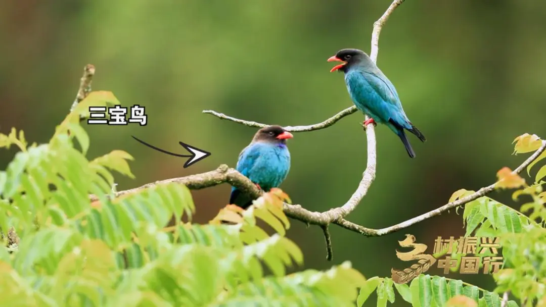 央視財(cái)經(jīng)關(guān)注！看漢中如何探索鄉(xiāng)村振興之路→