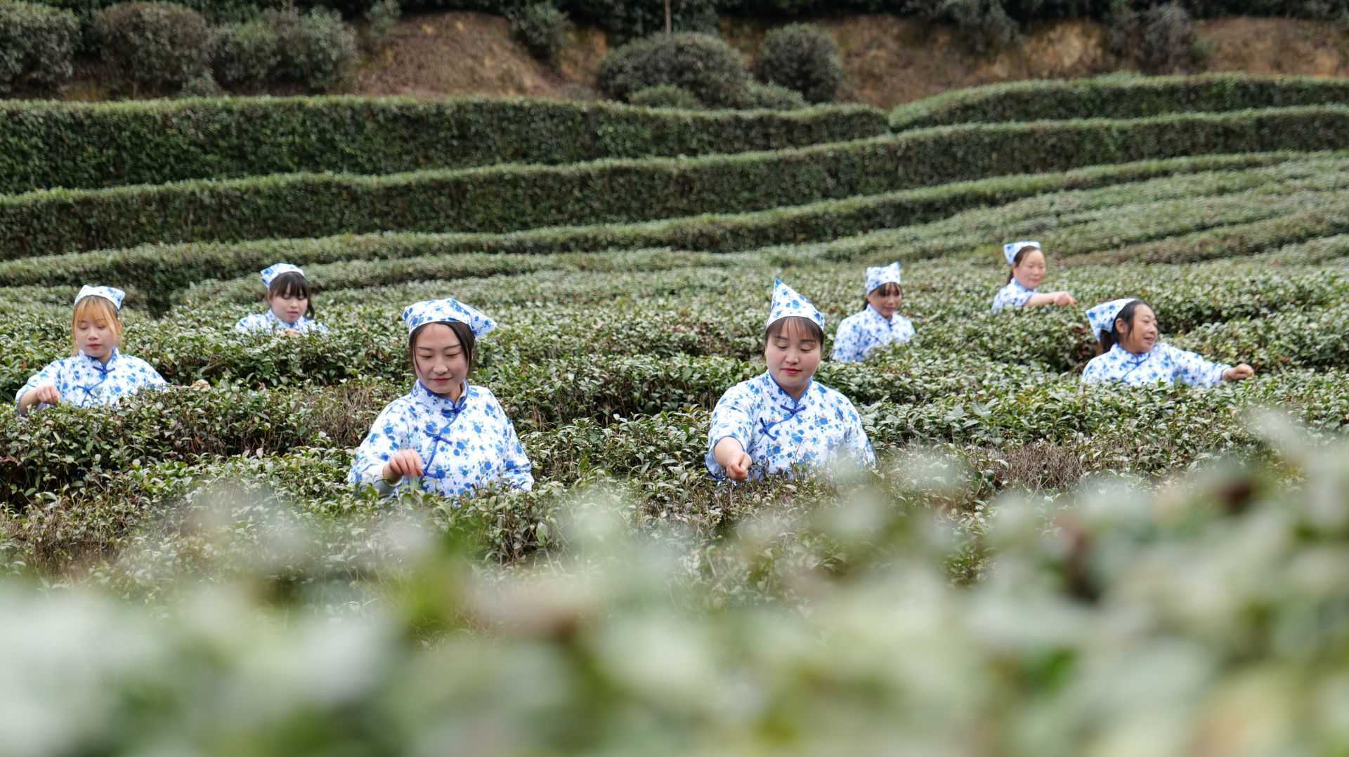 漢中城固首屆茶農(nóng)豐收節(jié)暨山花茶業(yè)開(kāi)園啟動(dòng)儀式順利舉行