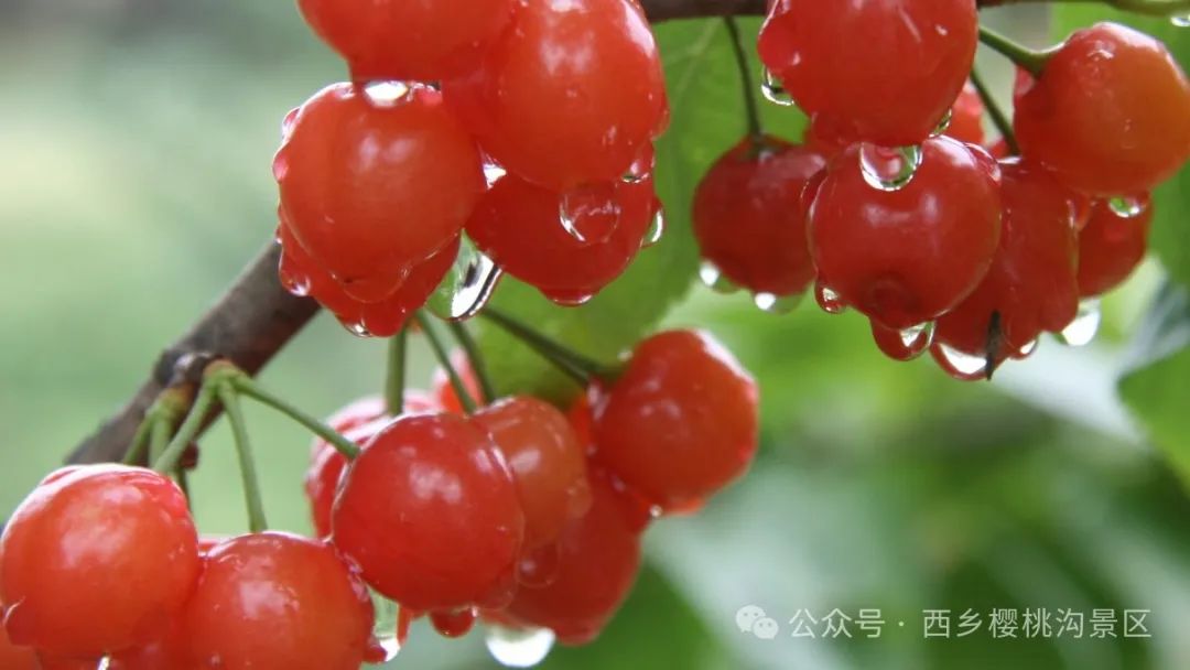 “櫻”你而來，“桃”你歡喜！西鄉(xiāng)櫻桃即將上市！