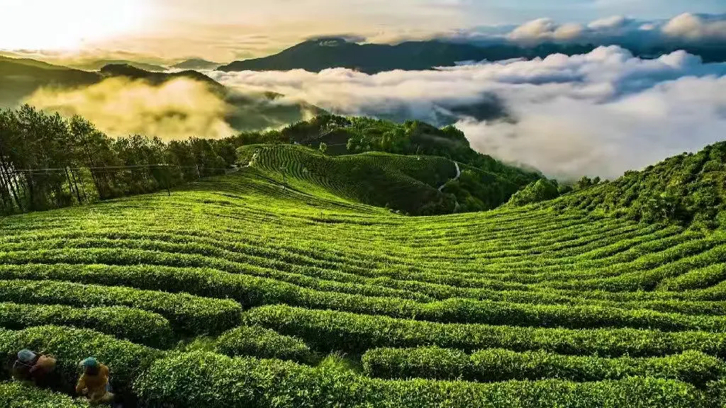 上半場(chǎng)，穩(wěn)中有進(jìn)向新向好！