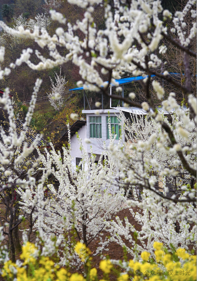 鎮(zhèn)巴春日盛宴旅游攻略，讓這個(gè)春天不留遺憾！