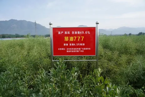 豐收了！豐收了！漢中熱鬧非凡→