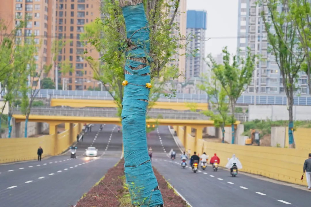 出行方便了！漢中興漢新區(qū)惠府路主車道通車！