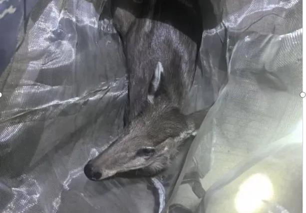 國家二級保護動物，在鎮(zhèn)巴被救