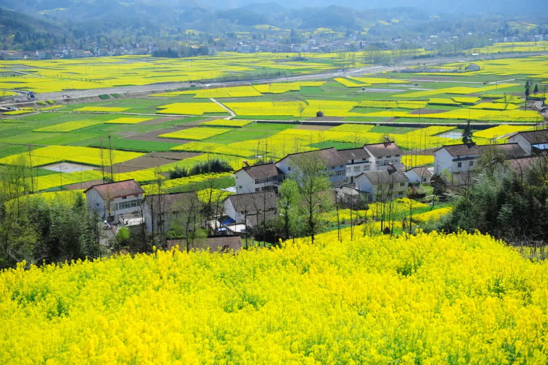 賞花海，觀馬術(shù)！3月，漢中等你！