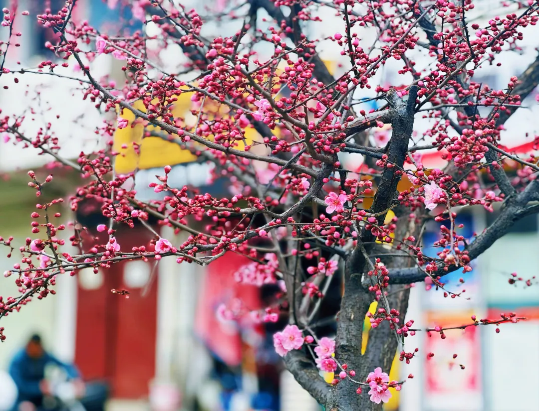 春日預(yù)報！漢臺街頭一大波花卉強勢來襲