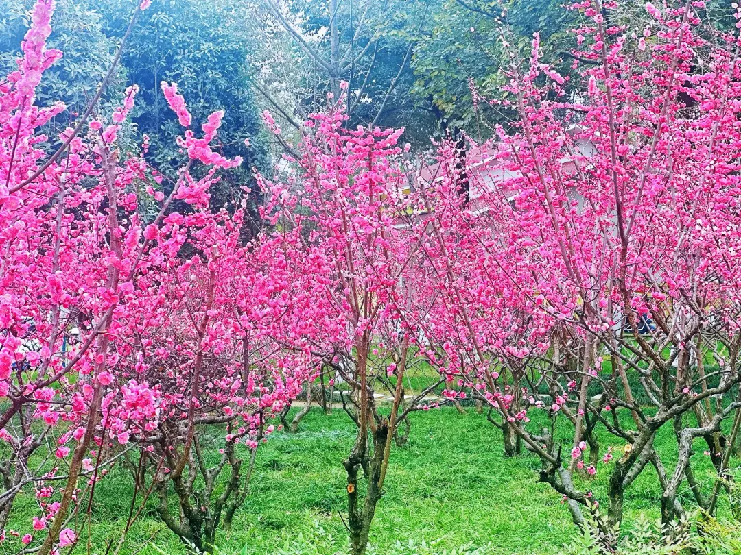 春日預(yù)報！漢臺街頭一大波花卉強勢來襲