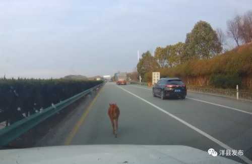 洋縣高速路段闖入一頭小牛犢，路管員及時驅(qū)趕化險